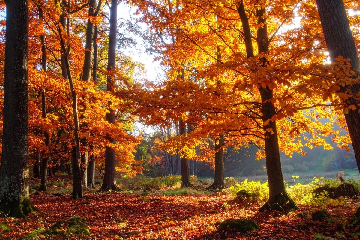 Herbstlaub für Wirbellose sammeln