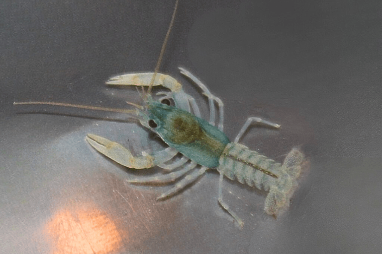 Babykrebs (unter 2 cm)