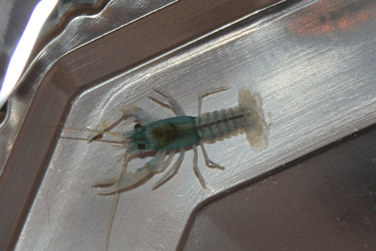 Babykrebs (unter 2 cm)