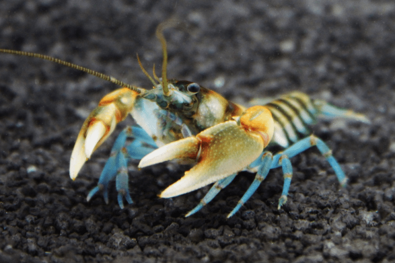 Jungkrebs, noch nicht ausgefärbt