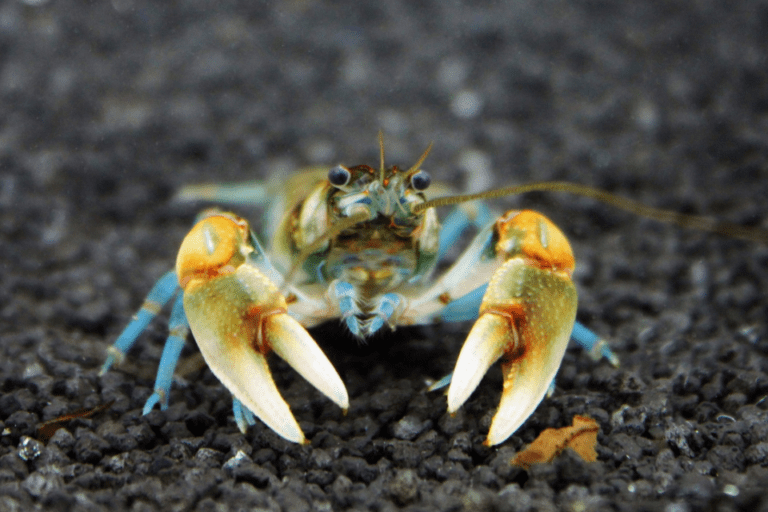 Jungkrebs, noch nicht ausgefärbt