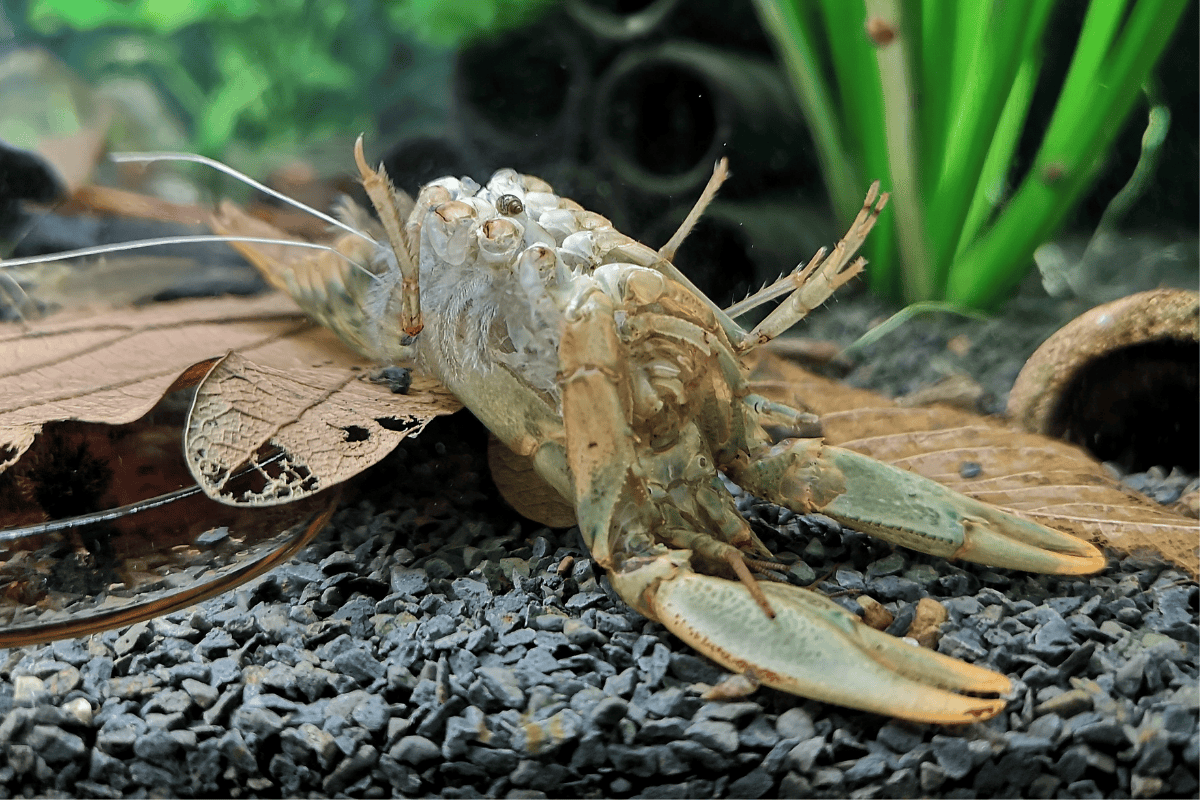 Häutung bei Flusskrebsen