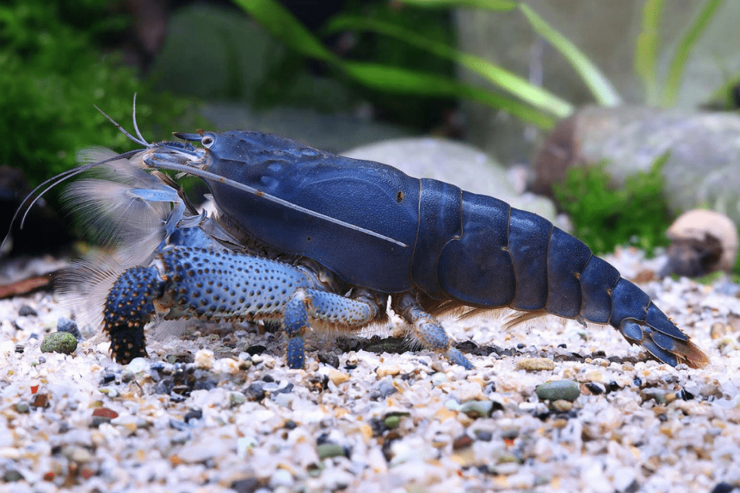 Fächergarnelen – nicht für jedes Aquarium geeignet