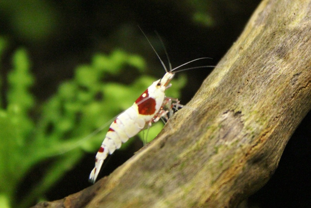 Benibachi PRL – Caridina logemanni