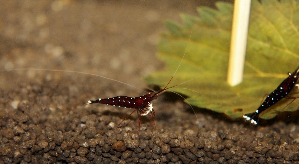 Caridina dennerli – Kardinalsgarnele