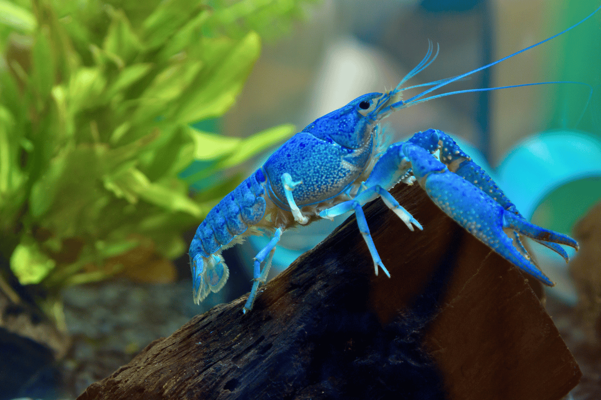 Procambarus alleni – Blauer Floridakrebs